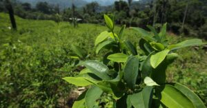 Perú destruye más de 16.000 hectáreas de hoja de coca destinadas al narcotráfico - AlbertoNews