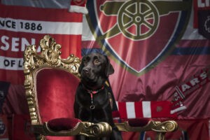 Premier League: La ocurrencia de Arteta para quitar "estrs" a los jugadores del Arsenal: un perro dentro del vestuario
