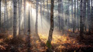 Repoblar los bosques talados con una variedad de especies acelera su restauración: estudio