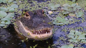 Sacrifican a un enorme caimán en EE.UU. visto con restos de un cuerpo en su boca - AlbertoNews