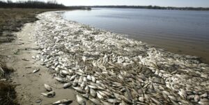 Sequía en la Amazonía provocan la muerte de toneladas peces en Brasil - AlbertoNews