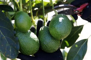 Siembras de mangos, aguacates y guayabas: el cambio climático convierte a Sicilia en una "sucursal tropical" en Europa - AlbertoNews