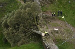 Tristeza en el Reino Unido por la tala del emblemático “árbol de Robin Hood”: un adolescente fue detenido - AlbertoNews