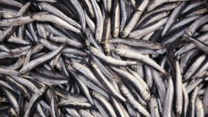 Un muerto y 10 intoxicados por comer sardinas en un restaurante en Francia - AlbertoNews