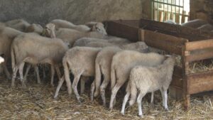 Un rebaño de ovejas se come 100 kilos de marihuana por accidente en Grecia