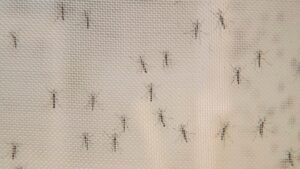 ¿Por qué el Zika sigue siendo una preocupación en las Américas?