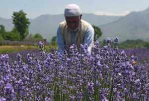 Arruinados por el cambio climático, a agricultores de Cachemira les salva la lavanda