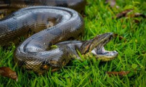 Anaconda gigante es hallada en Meta, fotos: 'Comía gallinas, gansos, terneros' - Otras Ciudades - Colombia