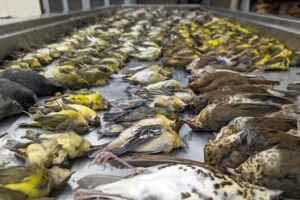 Apocalíptico: mil aves mueren después de estrellarse contra un edificio en Chicago la misma noche