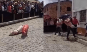 Senadora denuncia cruel espectÃ¡culo de cerdos