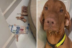 “Chavito”, el perro que se hizo famoso en TikTok por destruir los ahorros de su dueña que ascendían a $2.000 (+Video)