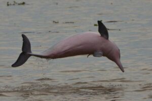 Colombia firma junto a 13 países un acuerdo para conservar a delfines de río