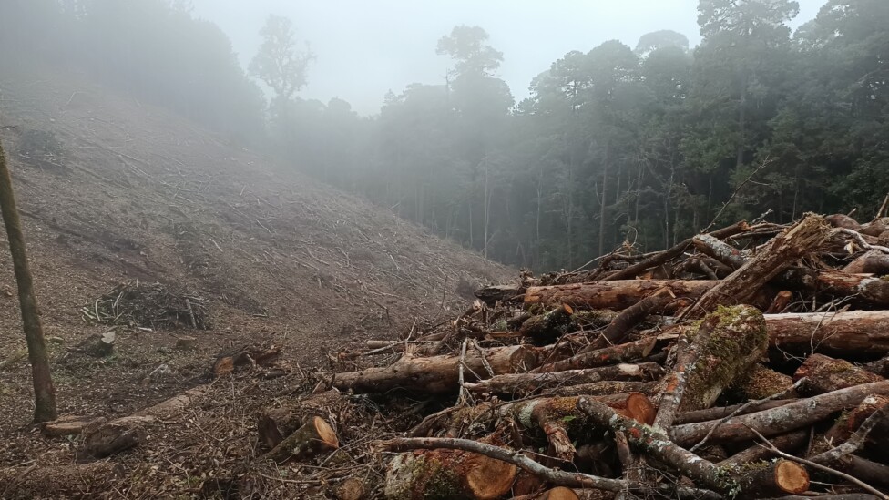 Comunidades forestales y sus lecciones para frenar la tala en México