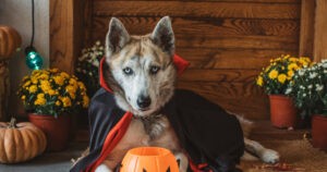 Consejos para celebrar la fiesta de Halloween con la mascota