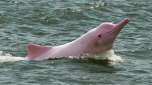 Crisis climática amenaza vida de delfines rosados del Amazonas colombiano