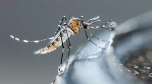 Declaran contingencia para prevenir dengue, chikunguña y zika en Paraguay