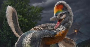 Descubren un dinosaurio clave para entender cómo evolucionaron las aves