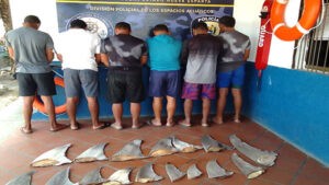 Detienen a seis pescadores por comercializar aletas de tiburón