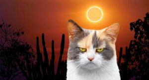 Eclipse solar del 14 de octubre podría afectar comportamiento de gatos: ¿cómo?