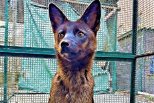 El extraño caso del híbrido entre zorro y perro descubierto en Brasil