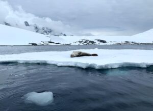 El volumen de más del 40 % de las plataformas de hielo de la Antártida se ha reducido