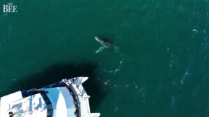 Enorme criatura marina se acercó a bote con turistas en California y causó asombro (VIDEO)