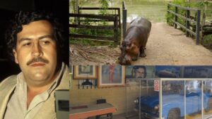 Familia de Pablo Escobar habla de su herencia y clama por los hipopótamos que trajo a Colombia: “No tienen la culpa de lo que pasó” - AlbertoNews