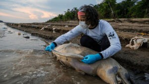 Hallan 110 delfines muertos en el Amazonas