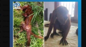 Investigan a funcionarios del Conas por matar a tiros a un mono