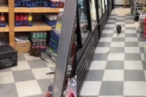 La rata gigante que fue avistada en una tienda de Nueva York (+Video)