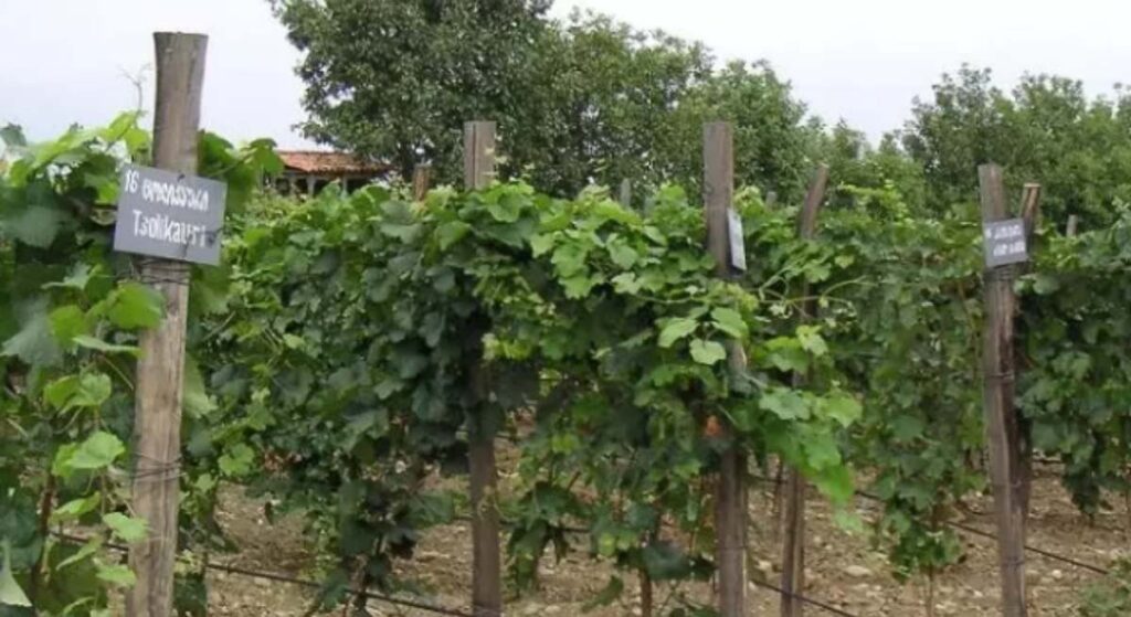 La vendimia termina con una cosecha un 15% inferior y precios bajos para los viticultores