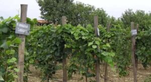 La vendimia termina con una cosecha un 15% inferior y precios bajos para los viticultores