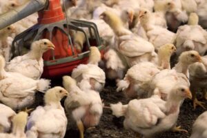 Laboratorio de la oveja Dolly crea los primeros pollos del mundo resistentes a la gripe aviar