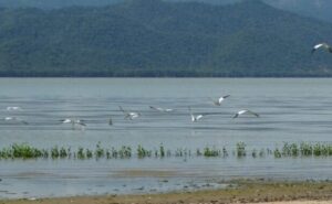 Laguna de Unare: Un refugio para las aves migratorias