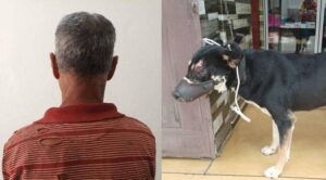 Le molestaba que el animal ladrara: MP imputa a sujeto por agredir a un perro con un arma blanca