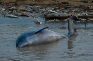 Más de 100 delfines aparecieron muertos en un río de la Amazonía brasileña por la fuerte sequía y la ola de calor - AlbertoNews