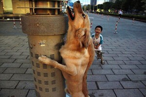 Matanzas indiscriminadas de perros callejeros en China