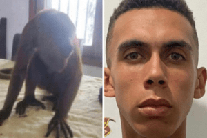 Ministerio Público imputará a sujeto que habría asesinado de varios disparos a un mono saraguato en Mérida
