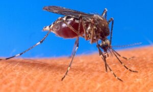 Preocupación por el aumento en casos de covid-19, dengue, zika y chikungunya en Venezuela