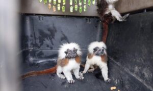 Monos y aves regresan a su hábitat en Cartagena - Otras Ciudades - Colombia