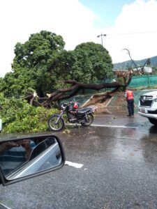 Nueva lluvia en Caracas dejó más árboles caídos y anegaciones