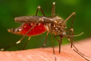 OMS recomendó una primera vacuna contra el dengue desarrollada por farmaceútica japonesa