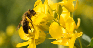 Qué son las abejas mineras, los animales que han obligado a cerrar el parque Doña Casilda en Bilbao