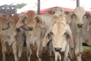 Régimen de Maduro busca certificación para exportar ganado con vacunación contra la fiebre aftosa