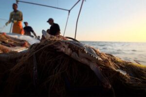 Reinicio de la Temporada de Pesca del Cangrejo Azul en el Lago de Maracaibo