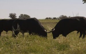 Sexagenario muere corneado por un toro en su finca