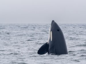las-orcas-son-mas-violentas-cada-vez-tiburones-ballenas-y-barcos-son-sus-principales-presas