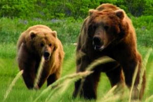 Un oso grizzly mata a una pareja y a su perro en un bosque de Canad
