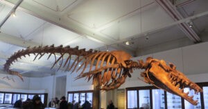 ¿Cómo era la primera ballena del mundo? Descubre a Basilosaurus, el cetáceo más grande de su época