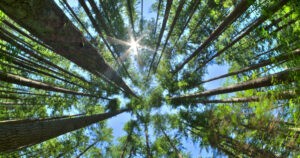 ¿Cuál es la máxima altura que podría alcanzar un árbol en la Tierra?